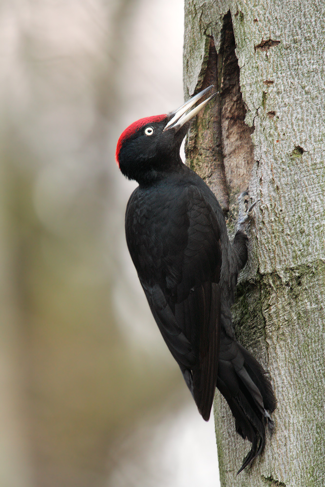 langer schnabel rote kappe foto bild tiere wildlife wild