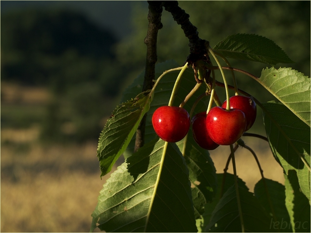 langer, warmer Sommerabend im Kirschenland