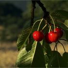 langer, warmer Sommerabend im Kirschenland