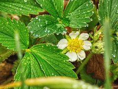 langersehnt_der erste richtige Regen