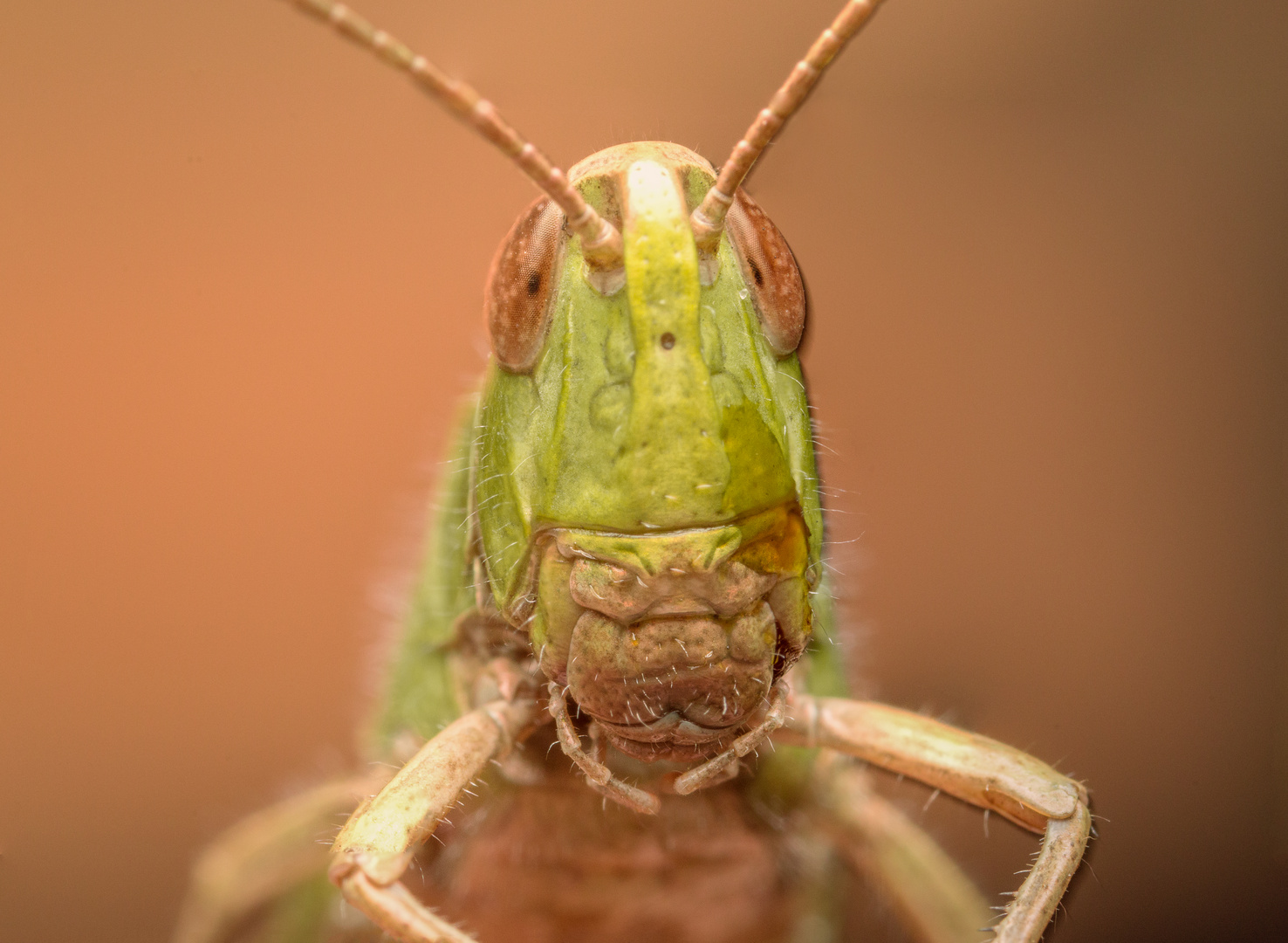 Langes Gesicht