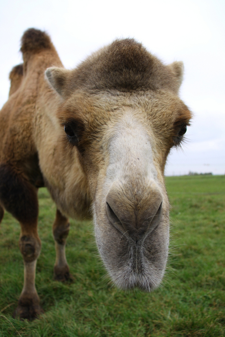 Langes Gesicht