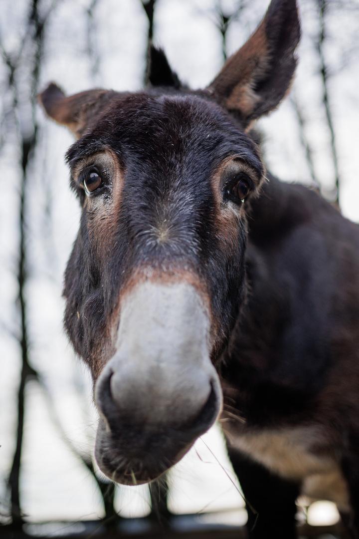 langes Gesicht