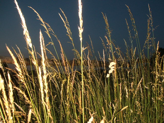 Langes Gras an Weidezaun