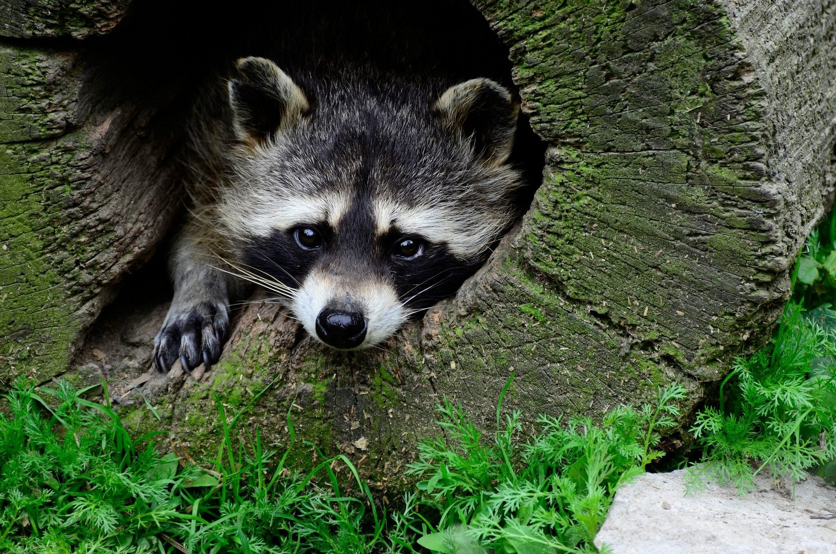 Langeweile beim Waschbär