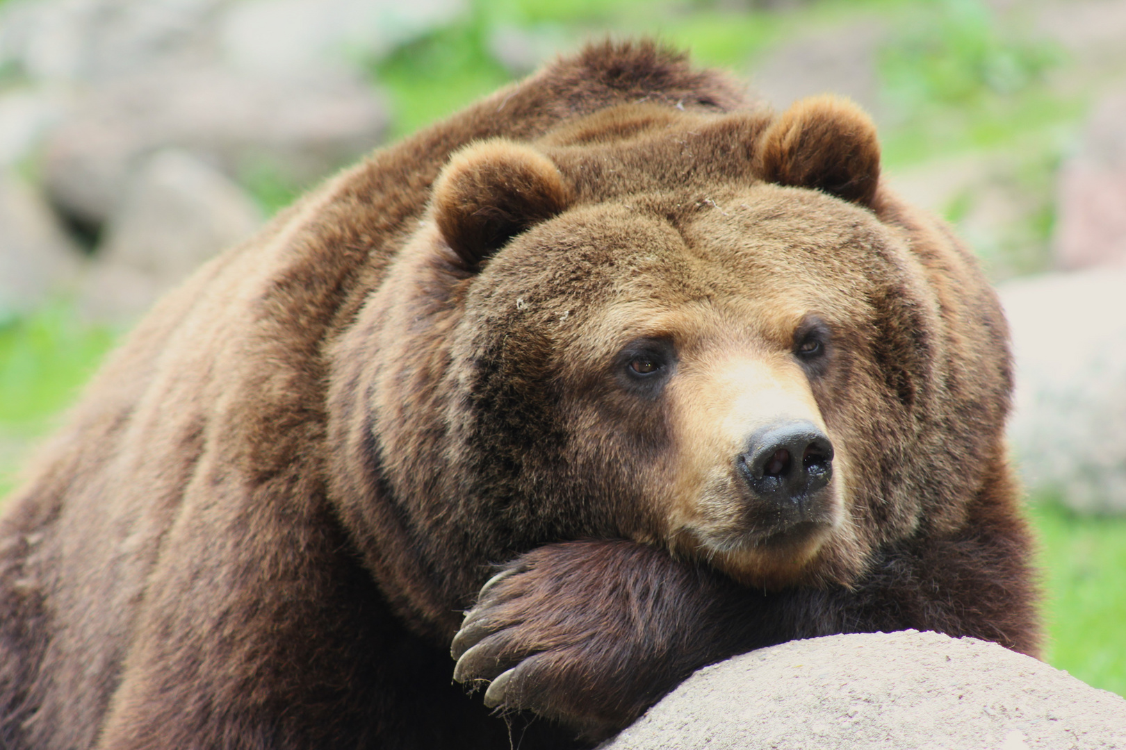 Langeweile im Wildpark