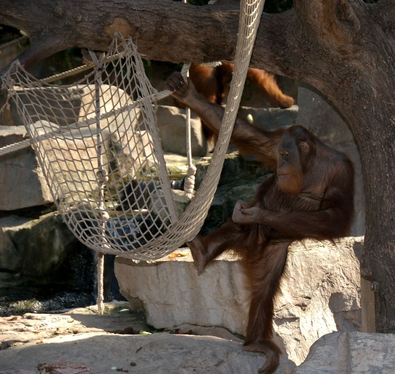 Langeweile im Zoo