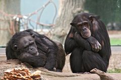 Langeweile im Zoo