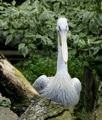 Langeweile im Zoo