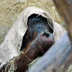 langeweile zoo münster