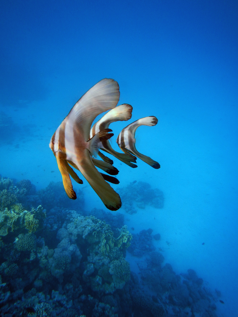 Langflossen Fledermausfisch (Platax teira)