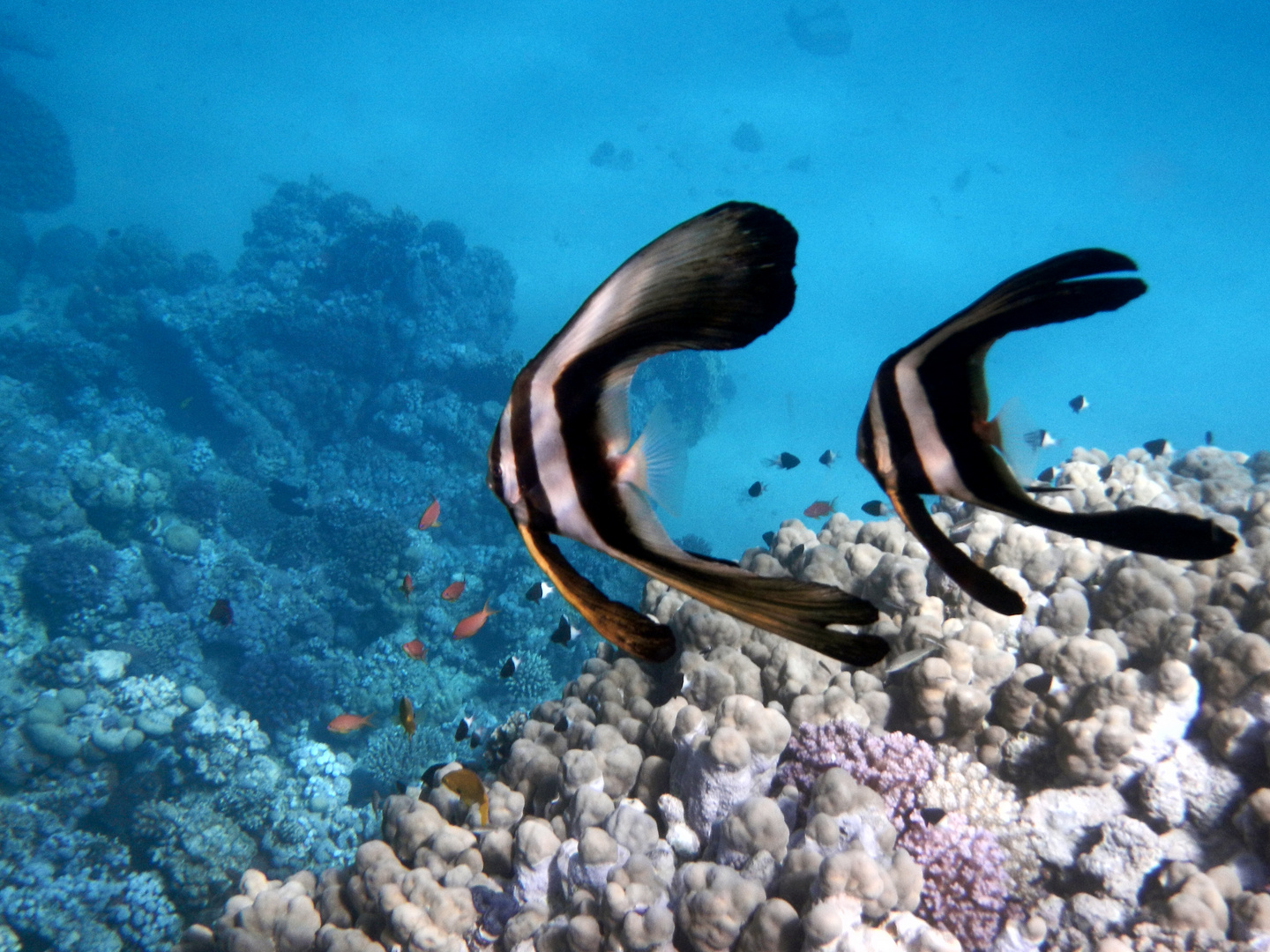 Langflossen Fledermausfisch (Platax teira)