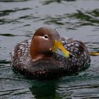 Langflügel-Dampfschiffente