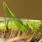 langflügelige Schwertschrecke