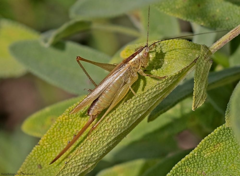  Langflügelige Schwertschrecke