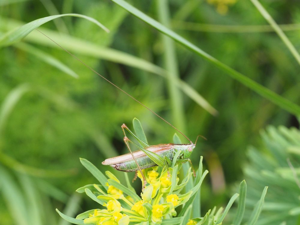 Langflügelige Schwertschrecke (Conocephalus discolor) m