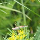 Langflügelige Schwertschrecke (Conocephalus discolor) m