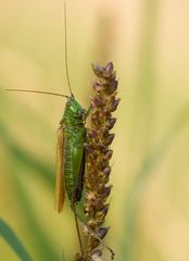 Langflüglige Schwertschrecke