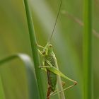 Langflüglige Schwertschrecke (Conocephalus discolor), Weibchen.