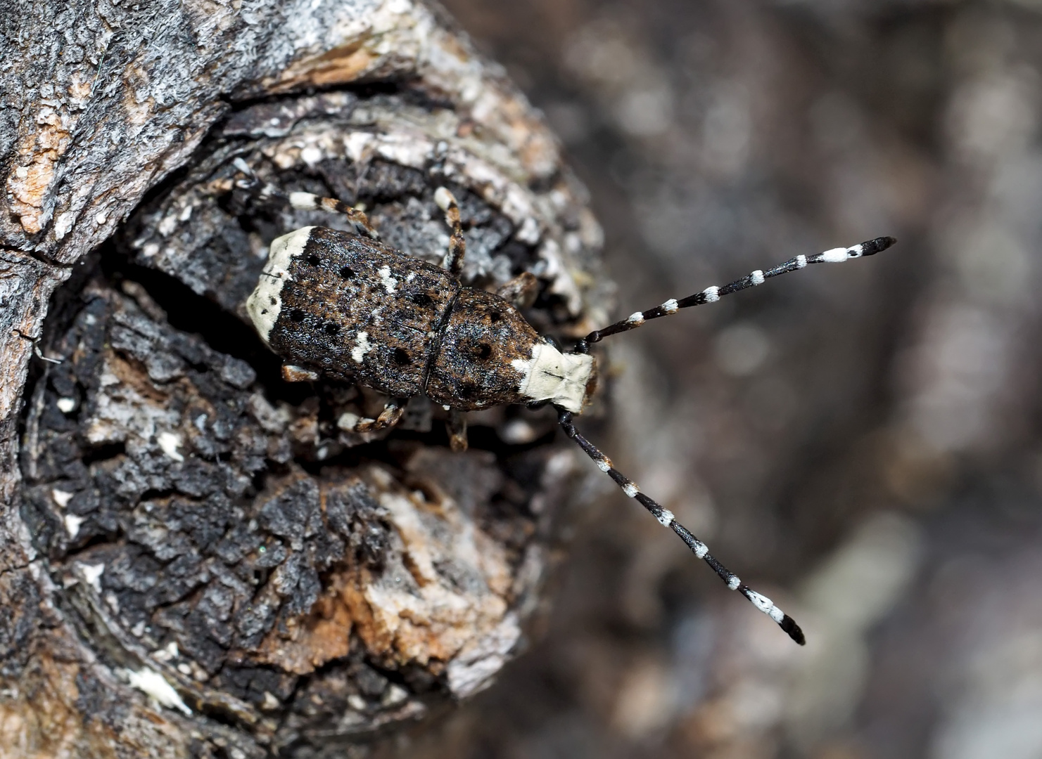 Langfühler-Breitrüssler (Platystomos albinus) 2. Foto - Un scarabée bizarre: "chouette curcu"!