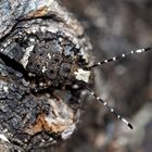 Langfühler-Breitrüssler (Platystomos albinus) 2. Foto - Un scarabée bizarre: "chouette curcu"!