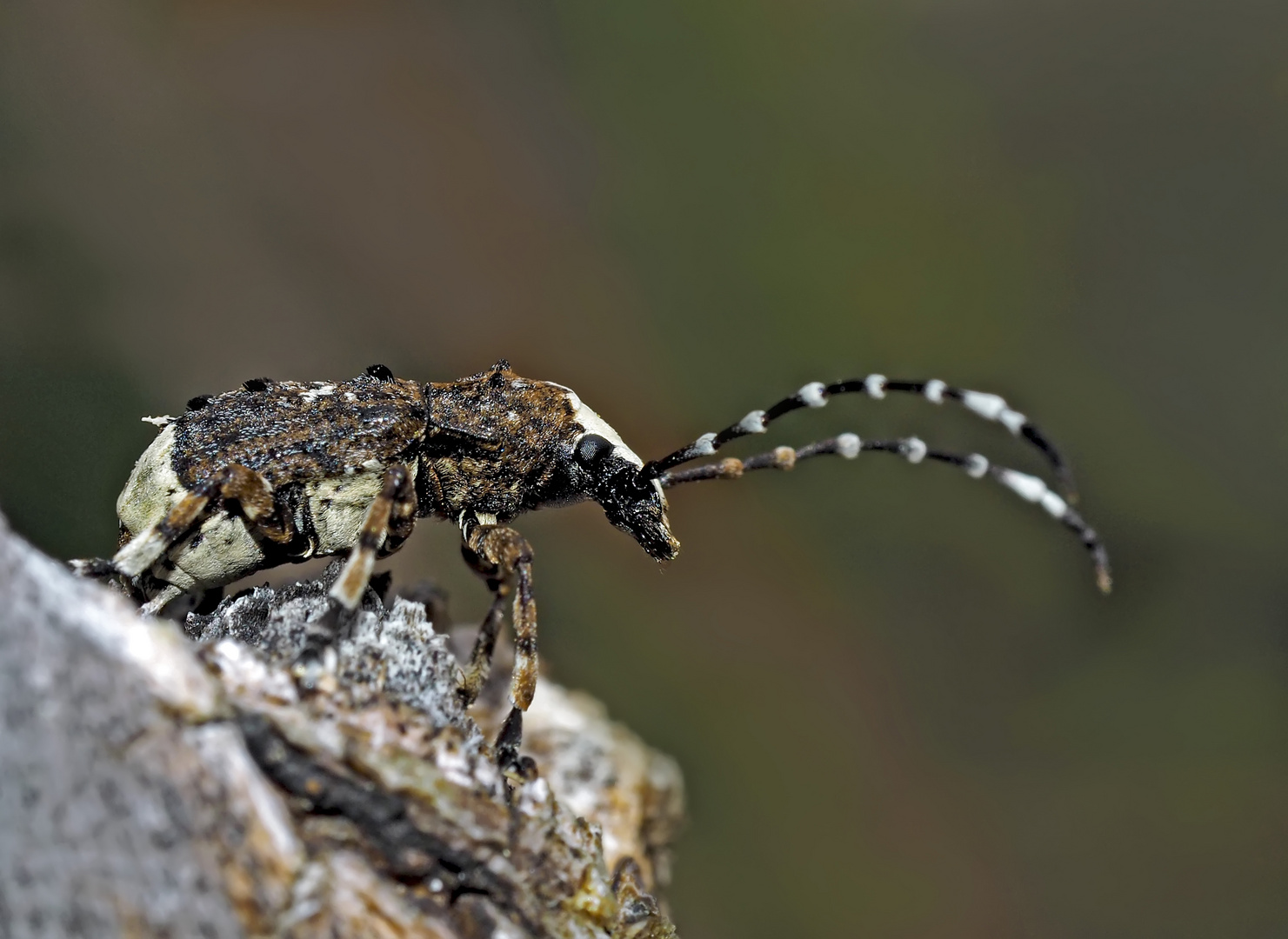 Langfühler-Breitrüssler (Platystomos albinus). 3. Foto - Un scarabée bizarre: "chouette curcu"!
