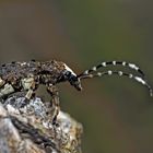 Langfühler-Breitrüssler (Platystomos albinus). 3. Foto - Un scarabée bizarre: "chouette curcu"!
