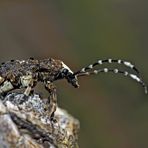 Langfühler-Breitrüssler (Platystomos albinus). 3. Foto - Un scarabée bizarre: "chouette curcu"!