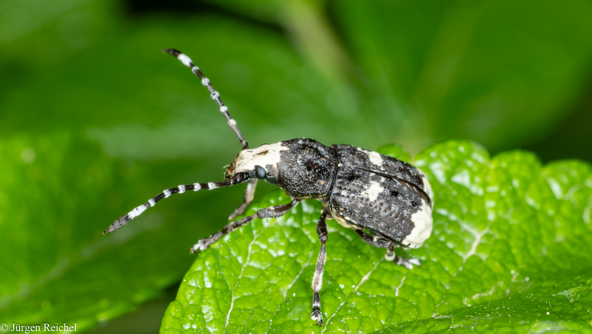 Langfühler-Breitrüssler(Anthribus albinus )