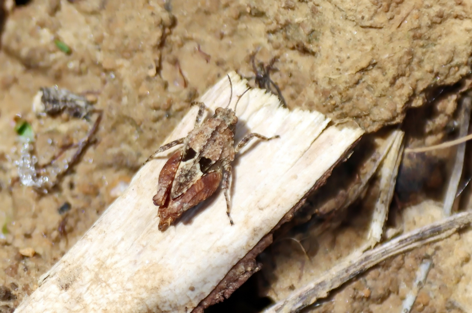 Langfühler-Dornschrecke,Tetrix tenuicornis