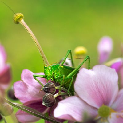 Langfühler, Heupferd