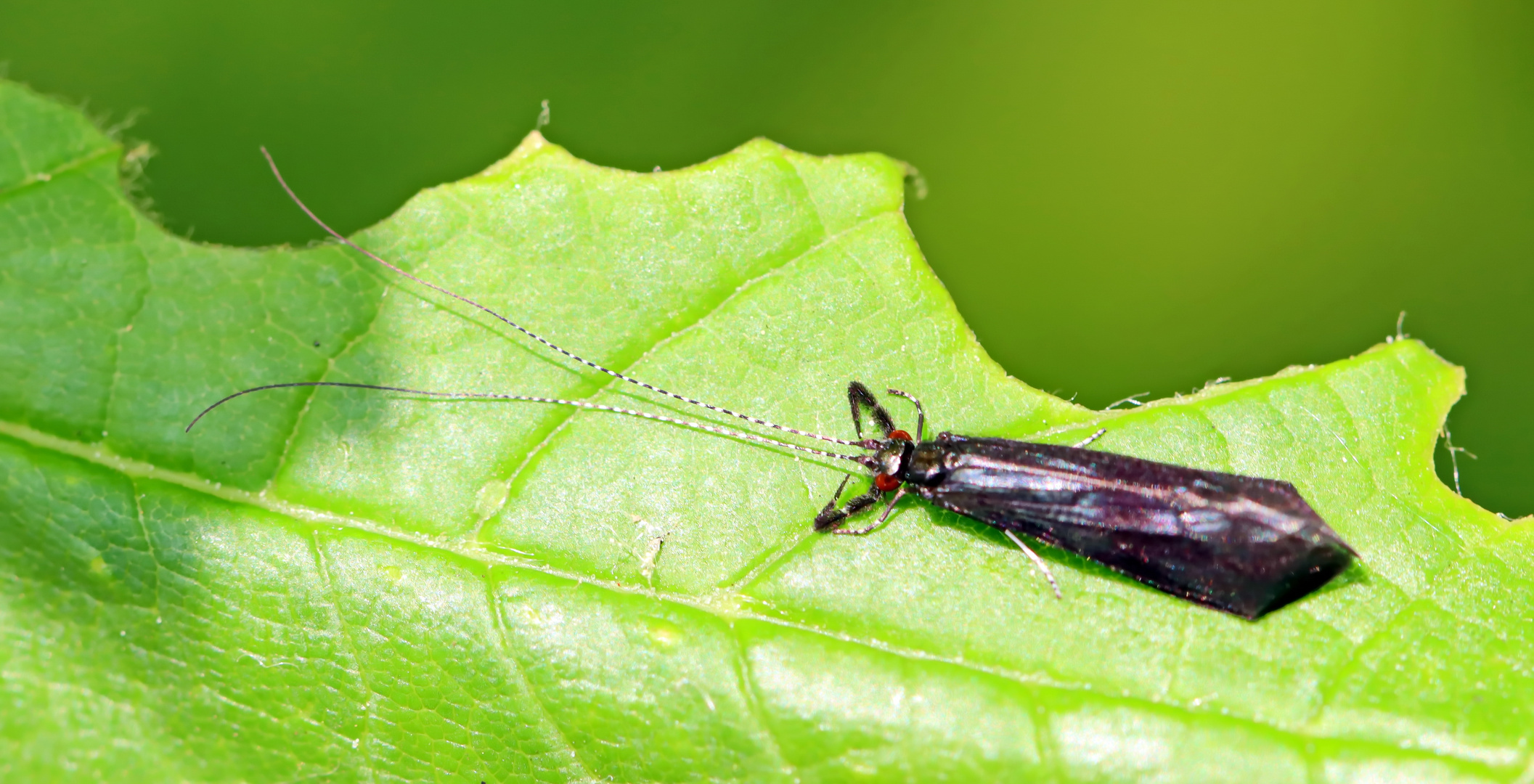 langfühler Köcherfliege,Mystacides azurea