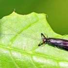 langfühler Köcherfliege,Mystacides azurea