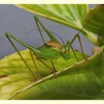 langfühler- schrecke (ensifera)