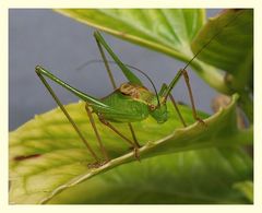 langfühler- schrecke (ensifera)