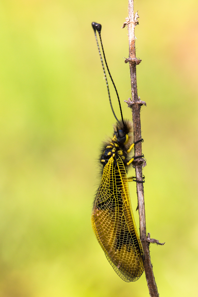 Langfühlerige Schmetterlingshaft (Libelloides longicornis)