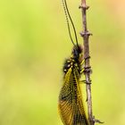 Langfühlerige Schmetterlingshaft (Libelloides longicornis)