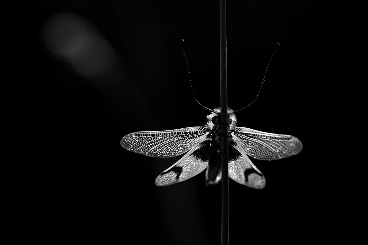 Langfühleriger Schmetterlingshaft (Libelloides longicornis)