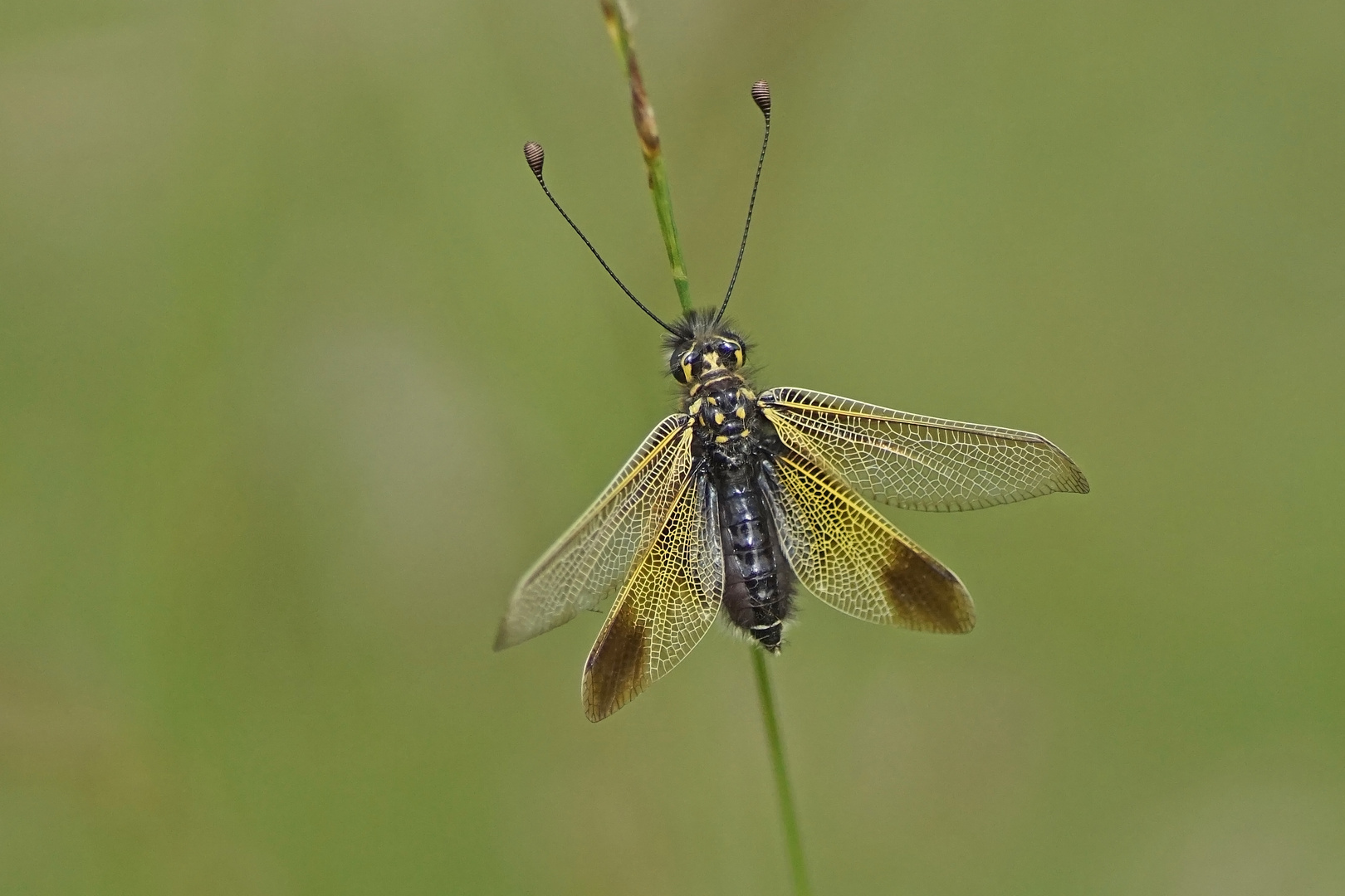 Langfühleriger Schmetterlingshaft (Libelloides longicornis)