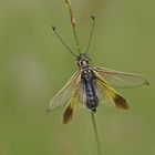 Langfühleriger Schmetterlingshaft (Libelloides longicornis)