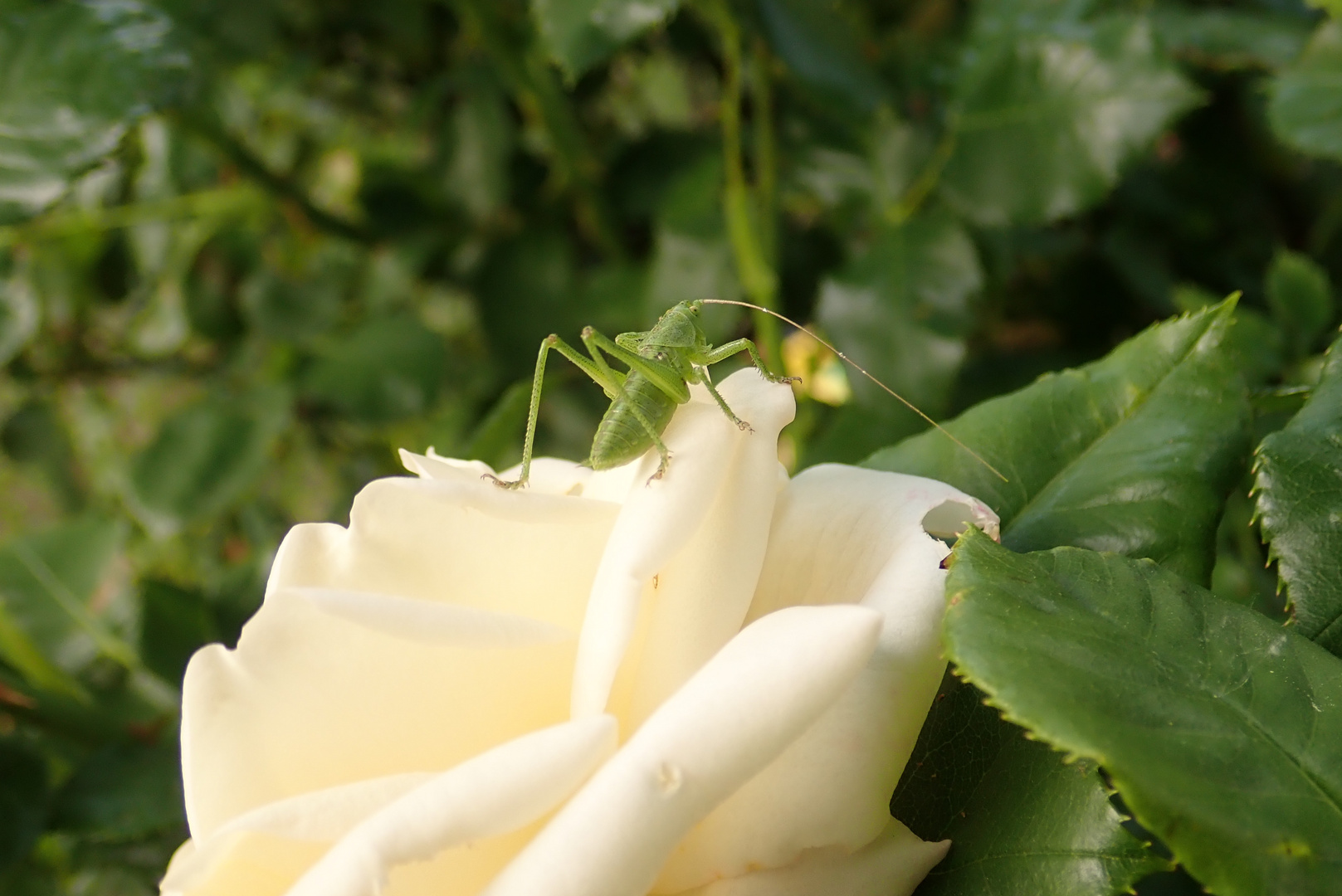 Langfühlerschrecke auf Rosenblüte