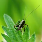 Langfühlerschrecke (Ensifera) ... 4 mm in size