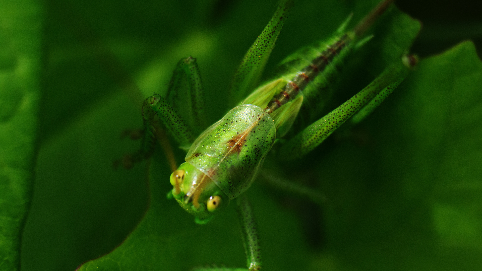 Langfühlerschrecke (Ensifera)