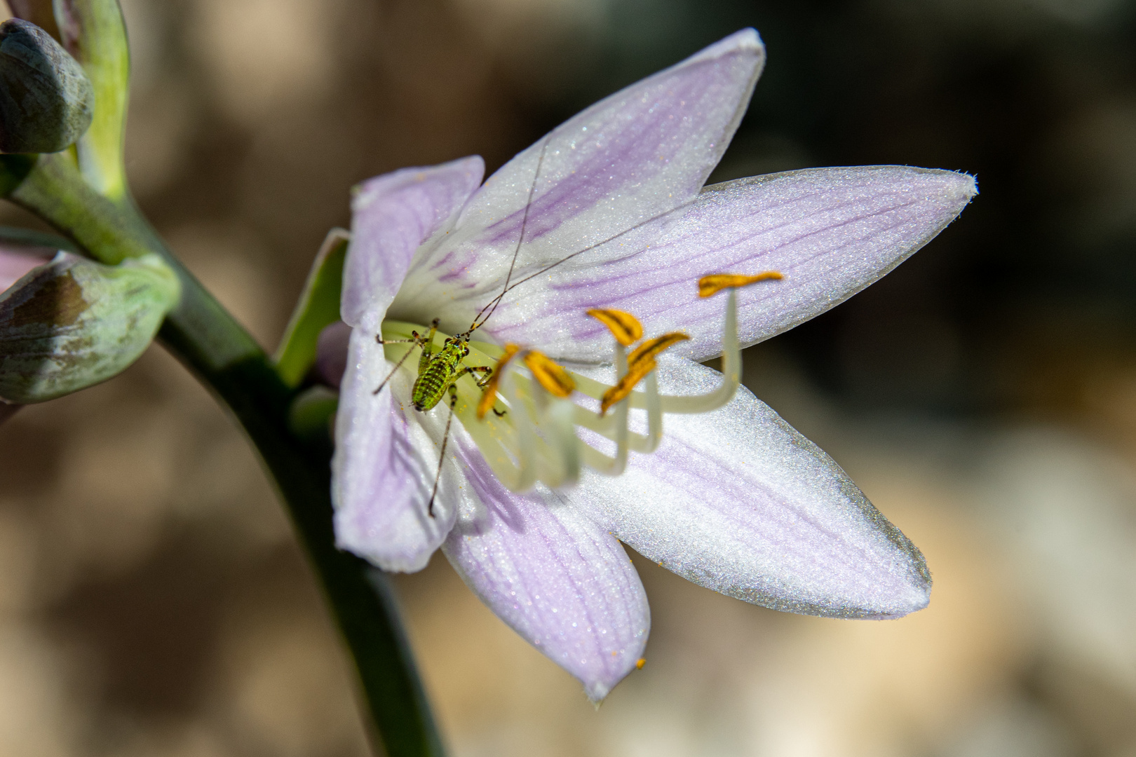 Langfühlerschrecke in Funkienblüte