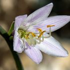 Langfühlerschrecke in Funkienblüte