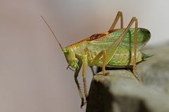 Langfühlerschrecke  (Zwitscherschrecke Tettigonia cantans) 