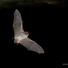 Langfußfledermaus (Myotis capaccinii), Sardinien