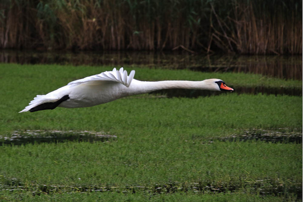 langgestreckt im Flug