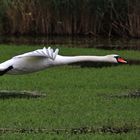 langgestreckt im Flug