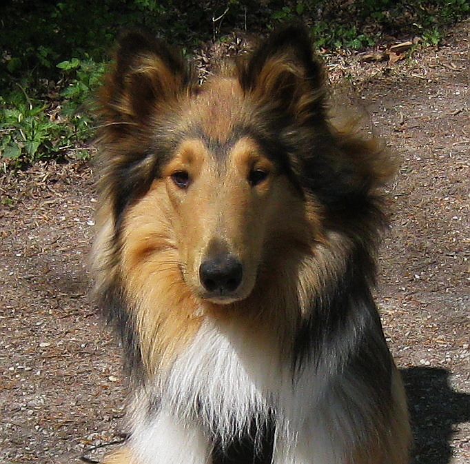 Langhaar Collie